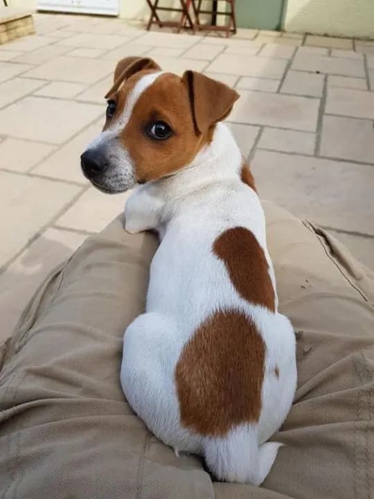 Пример фотографии: Jack Russell at Home