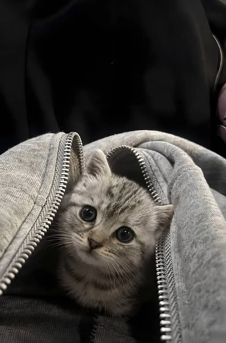 Пример фотографии: Kitten in a Hood