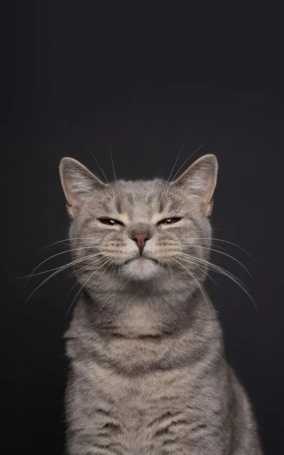 Пример фотографии: Cat on Dark